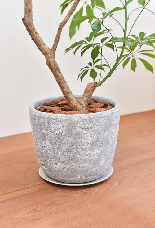シェフレラ 102101 販売・通販 ［詳細ページ］ *tree tree*