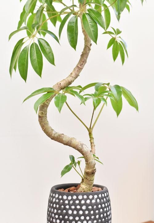 ツピダンサス 022401 販売・通販 *tree tree*
