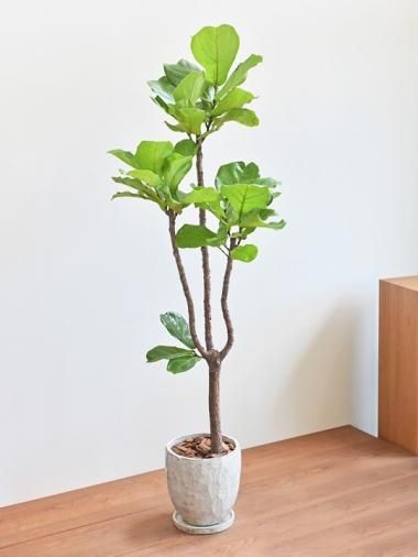 大きいサイズ Tree Tree おしゃれな観葉植物 通販 Interior Plants Shop