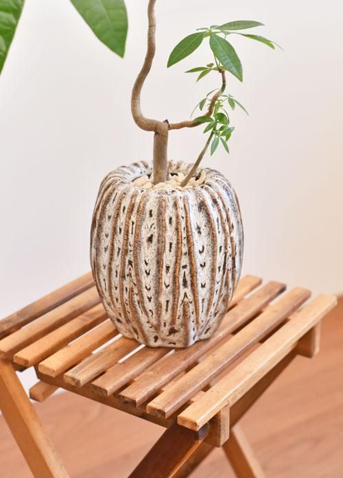 パキラ 022202 販売・通販 ［詳細ページ］ *tree tree*