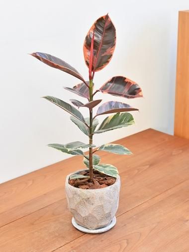 その他のフィカス - tree tree ～おしゃれな観葉植物 通販