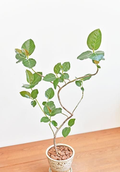 フィカス・グランディス 032201 販売・通販 ［詳細ページ］ *tree tree*