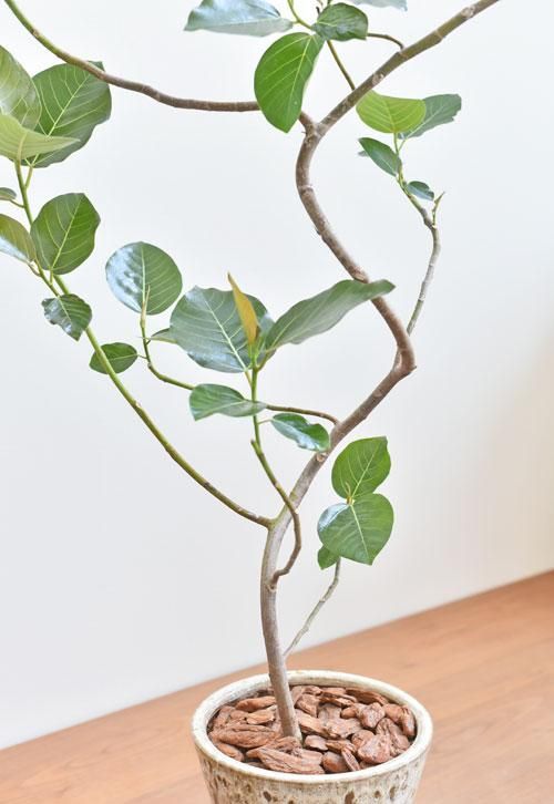 フィカス　グランディス 大苗　取り木苗　現品限り フィカス グランディス 大苗 取り木苗 現品限り