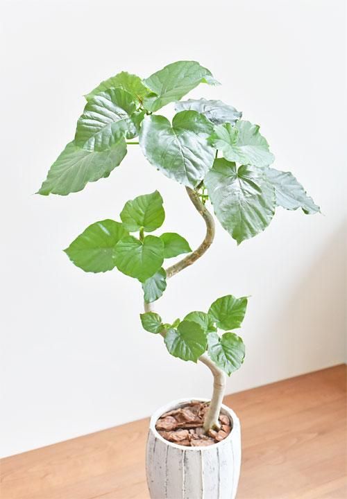 ウンベラータ 022202 販売・通販 ［詳細ページ］ *tree tree*