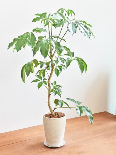 陶器鉢植え込み付き】観葉植物 チュピタンサス 【SALE】 | www.tspea.org