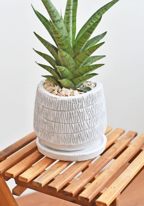 サンセベリア：ハイブリッド 4.5号陶器鉢植え の通販 | 園芸ネット