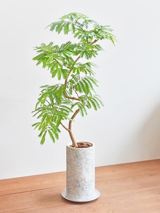 エバーフレッシュ 082403 販売・通販 ［詳細ページ］ *tree tree*