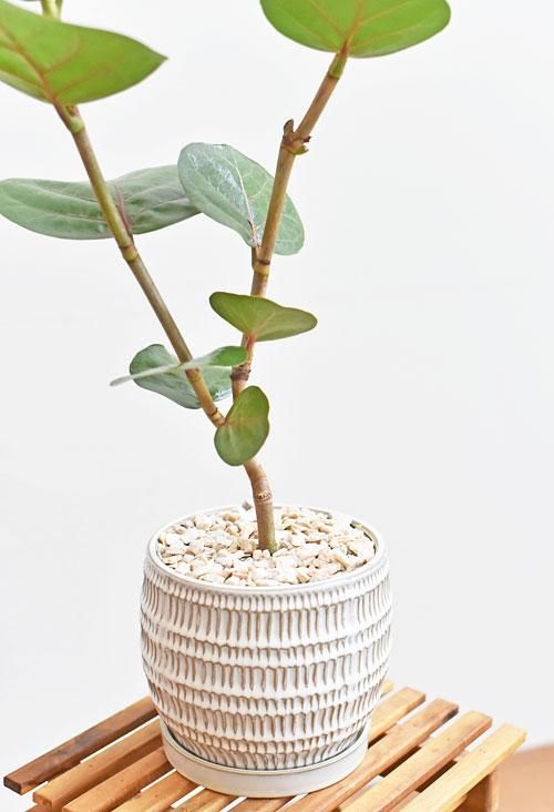 シーグレープ　15 シーグレープ - TRANSHIP