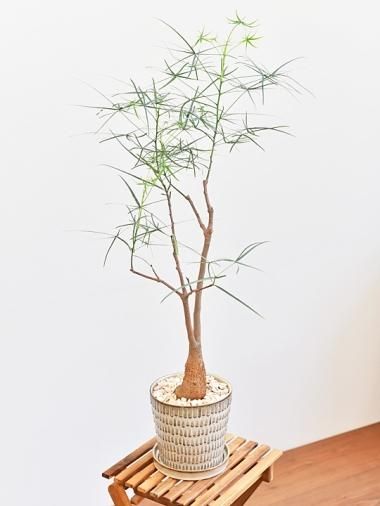 ブラキキトン - tree tree ～おしゃれな観葉植物 通販/interior plants