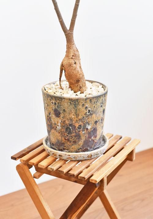 ボトルツリー　ブラキキトン３株セット❗️ ボトルツリー｜ブラキキトン】天然石鉢・観葉植物｜GORI STORE