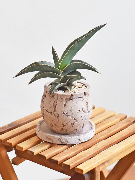サンスベリア ロブスタ 0521 販売 通販 詳細ページ Tree Tree サンスベリア ロブスタ 0521 販売 通販 詳細ページ Tree Tree