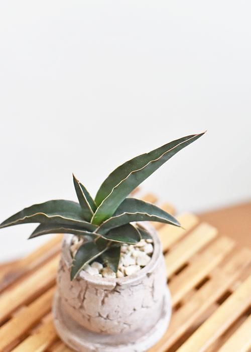 サンスベリア ロブスタ 0521 販売 通販 詳細ページ Tree Tree サンスベリア ロブスタ 0521 販売 通販 詳細ページ Tree Tree