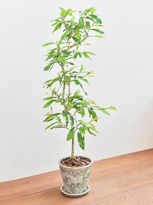 アマゾンオリーブ 0521 販売 通販 Tree Tree アマゾンオリーブ 0521 販売 通販 Tree Tree