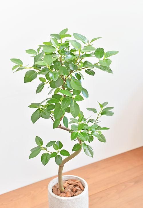 【半額】 052202 フランスゴムの木 販売・通販 tree* *tree ［詳細ページ］ フィカス