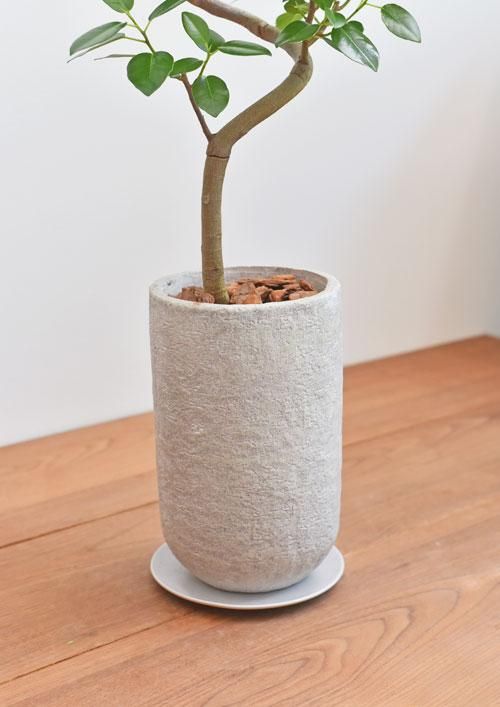 フランスゴムの木 052202 販売・通販 ［詳細ページ］ *tree tree*
