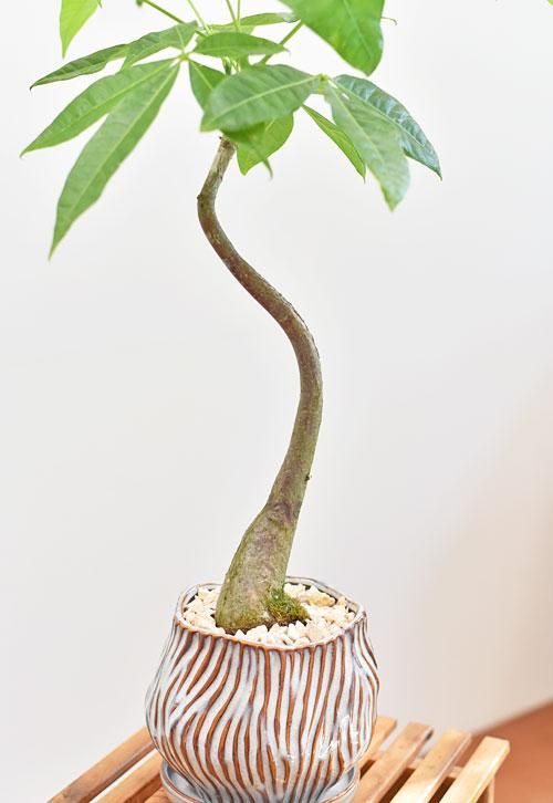 パキラ　枝吹きタイプ　沖縄やんばる産 パキラ 062201 販売・通販 ［詳細ページ］ *tree tree*