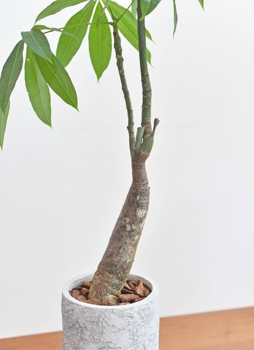 パキラ 112301 販売・通販 ［詳細ページ］ *tree tree*