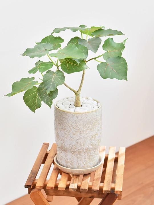 フィカス・ペティオラリス 082201 販売・通販 ［詳細ページ