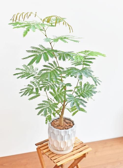 エバーフレッシュ 082201 販売・通販 ［詳細ページ］ *tree tree*