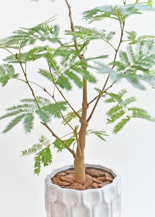 エバーフレッシュ 082201 販売・通販 ［詳細ページ］ *tree tree*