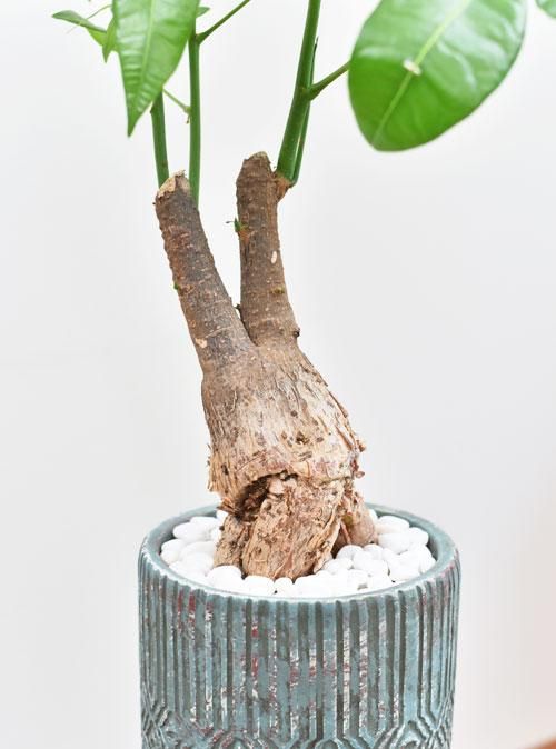 パキラ 082201 販売・通販 ［詳細ページ］ *tree tree*