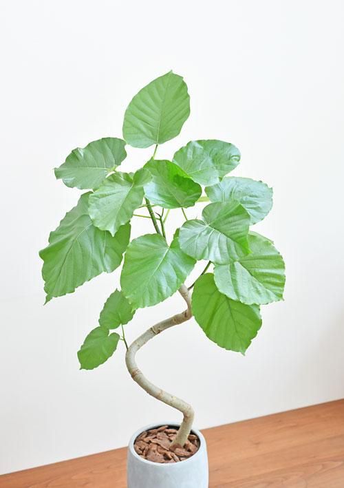 ウンベラータ 092201 販売・通販 ［詳細ページ］ *tree tree*