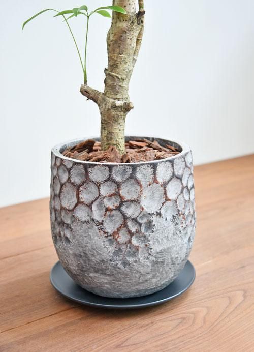 シェフレラ 092201 販売・通販 ［詳細ページ］ *tree tree*