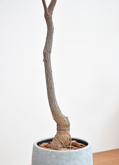 ボトルツリー　大株 ブラキチトン（ボトルツリー）：ビドウィリー（樹形おまかせ） 7