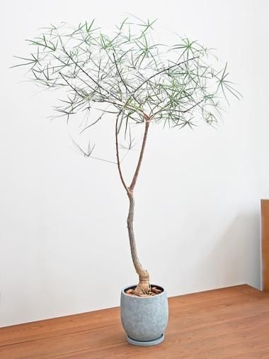 お引き取り限定☆ブラキキトン3鉢☆ 植木鉢 3P 361352