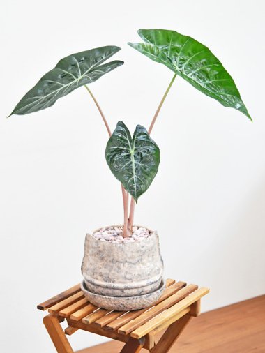 アロカシア - tree tree ～おしゃれな観葉植物 通販/interior plants 