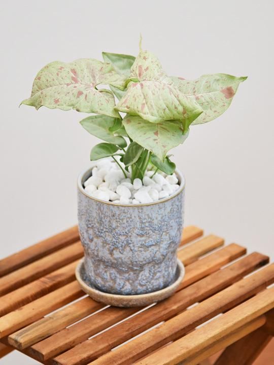 シンゴニューム・ダズルカラー 092201 販売・通販 ［詳細ページ