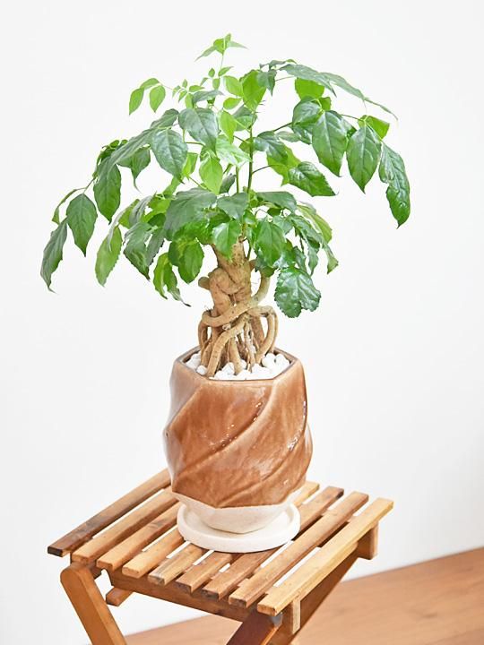 ヘテロパナックス 092201 販売・通販［詳細ページ］ *tree tree*