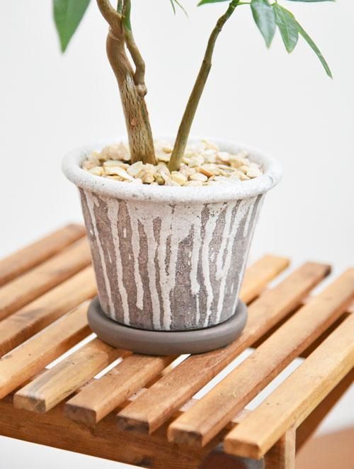 パキラ 092202 販売・通販 ［詳細ページ］ *tree tree*