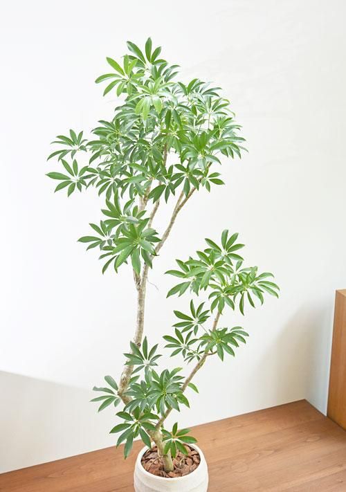 シェフレラ 092205 販売・通販 ［詳細ページ］ *tree tree*