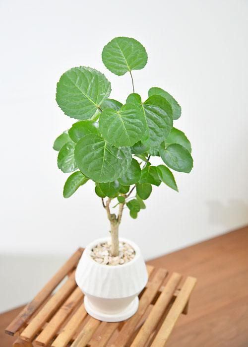 イチジク 苗木 De Ray デ・レイ 22-187 De La Reina （デ ラ レイナ