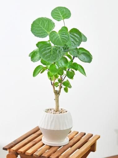 ポリシャス - tree tree ～おしゃれな観葉植物 通販/interior