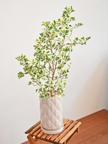 その他のフィカス - tree tree ~おしゃれな観葉植物 通販 その他のフィカス - tree tree ~おしゃれな観葉植物 通販
