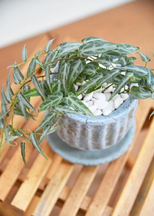 シッサス・アマゾニカ 102201 販売・通販 ［詳細ページ］ *tree tree*