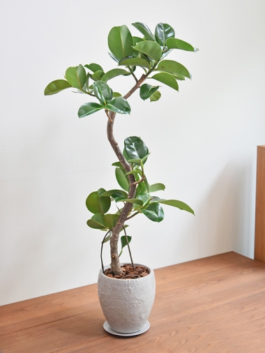 フィカス・ソフィア 102201 販売・通販 ［詳細ページ］ *tree tree*