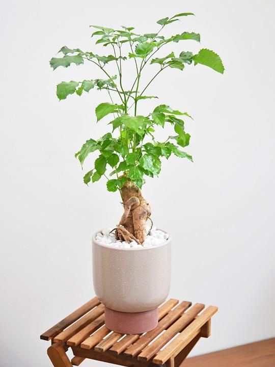 人気！ヘテロパナックス コルジリネストリクタ根上がり 観葉植物 361