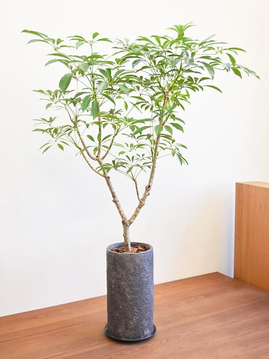 種類豊富な品揃え 102203 シェフレラ 販売・通販 tree* *tree ［詳細ページ］ ピアス