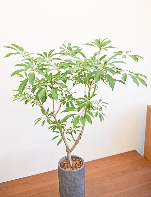 シェフレラ 102203 販売・通販 ［詳細ページ］ *tree tree*