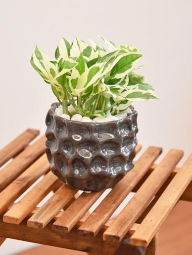 ポトス Tree Tree おしゃれな観葉植物 通販 Interior Plants Shop ポトス Tree Tree おしゃれな観葉植物 通販 Interior Plants Shop