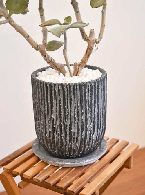 カランコエ・ベハレンシス・ファング 122201 販売・通販 ［詳細ページ