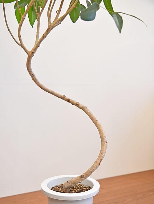 アマゾンオリーブ　曲げ仕立て　オシャレなロング鉢植え アマゾンオリーブ 曲げ仕立て オシャレなロング鉢植え - メルカリ