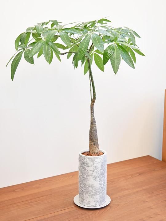 パキラ 122202 販売・通販 ［詳細ページ］ *tree tree*