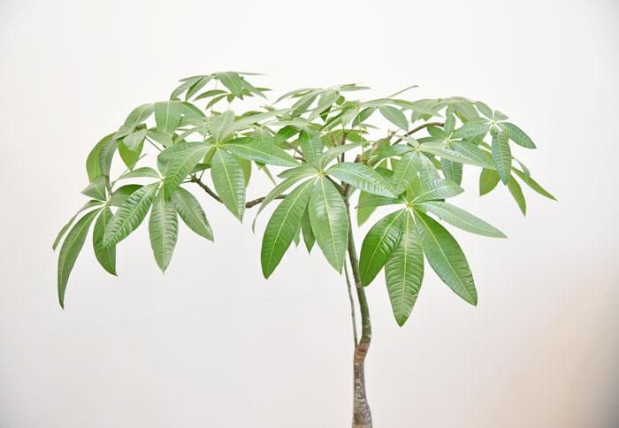 パキラ 122202 販売・通販 ［詳細ページ］ *tree tree*