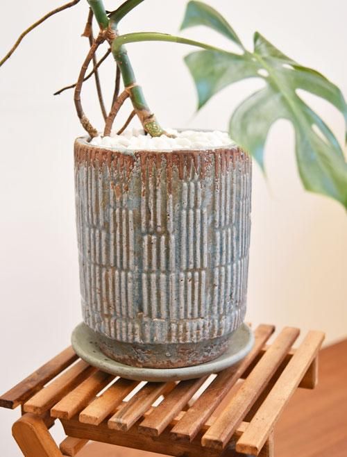 モンステラ・デリシオーサ・コンパクタ 032301 販売・通販 *tree