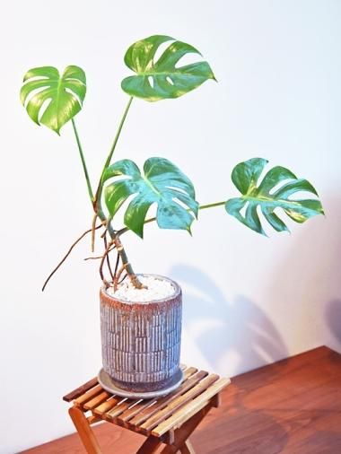 モンステラ - tree tree ～おしゃれな観葉植物 通販/interior plants 