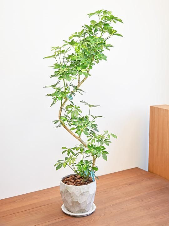 専用出品、ラフィドフォラ・テクルシバ（マングーカズラ） シェフレラ・アルボリコラ 専用出品、ラフィドフォラ・テクルシバ（マングーカズラ） シェフレラ